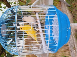 Vand papagali. Mai multe feluri. - imagine 4