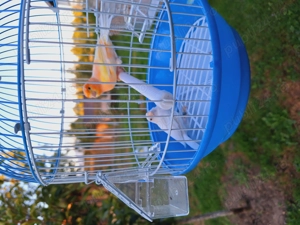 Vand papagali. Mai multe feluri. - imagine 5