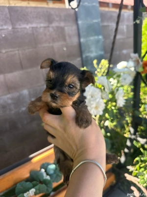 Yorkshire terier - imagine 2