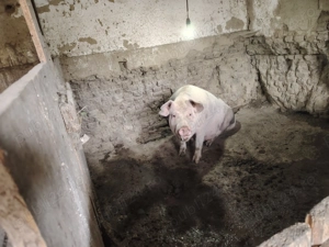 Porc de vânzare 