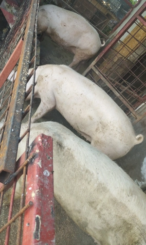 Porci de vânzare  - imagine 3