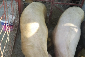 Porci de vânzare 120-150kg