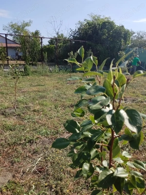 oportunitate achizitionare teren - imagine 4