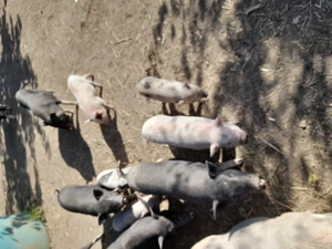 Schimb porci vietnamezi