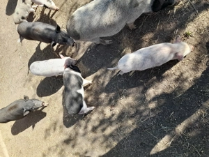 Schimb porci vietnamezi - imagine 2