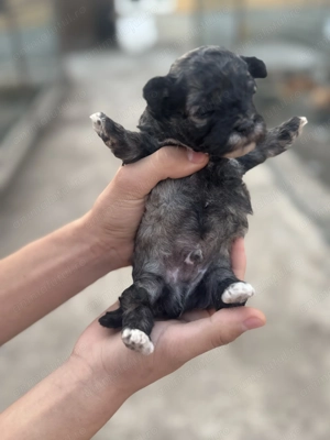 De vanzare pui bichon rasa pura 2 baietei si o fetita - imagine 2