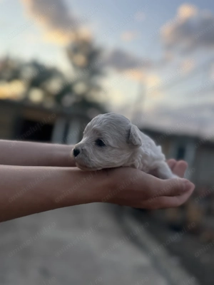 De vanzare pui bichon rasa pura 2 baietei si o fetita