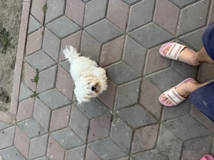 De vanzare pui bichon rasa pura 2 baietei si o fetita - imagine 4