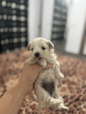 De vanzare pui bichon rasa pura 2 baietei si o fetita - imagine 3