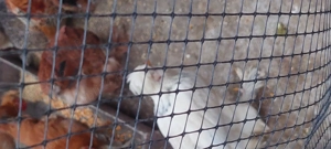 Puicute de casa nnnn