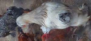 Puicute de casa nnnn - imagine 3 Puicute de casa nnnn - imagine 3