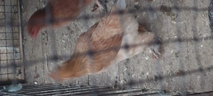 Puicute de casa nnnn - imagine 2 Puicute de casa nnnn - imagine 2