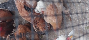 Puicute de casa nnnn - imagine 4 Puicute de casa nnnn - imagine 4