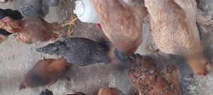 Puicute de casa nnnn - imagine 5 Puicute de casa nnnn - imagine 5