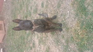 vand Ciobanesc Olandez  - imagine 2