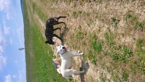 vand Ciobanesc Olandez  - imagine 5