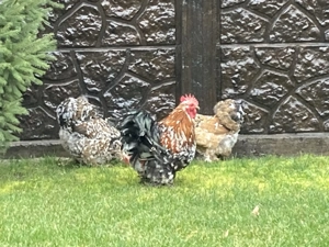 Vând pereche cochinchia pitic