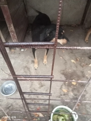 Donez femela copoi ardelenesc 