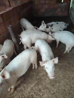 Purcei 25-30 kg - imagine 2 Purcei 25-30 kg - imagine 2