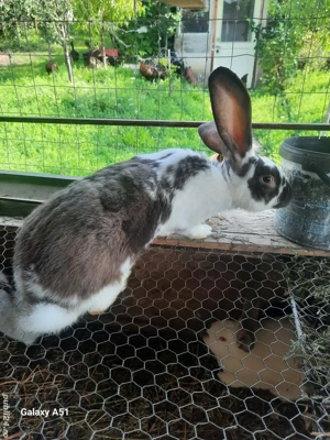 iepuri din februarie 2025 - imagine 2