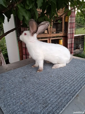 iepuri din februarie 2025 - imagine 3