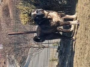 Mascul de Asia Centrala  - imagine 3 Mascul de Asia Centrala  - imagine 3