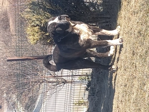 Mascul de Asia Centrala  - imagine 2 Mascul de Asia Centrala  - imagine 2