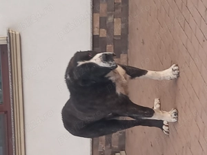 Mascul de Asia Centrala 