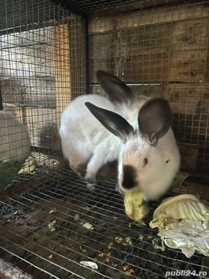 iepuri californian x urias de transilvania - imagine 3