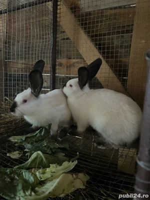 iepuri californian x urias de transilvania - imagine 2