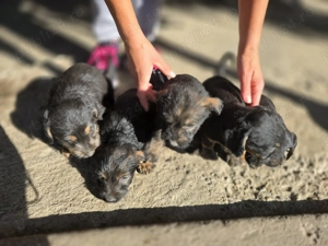 Căței teckel își caută o nouă casă 