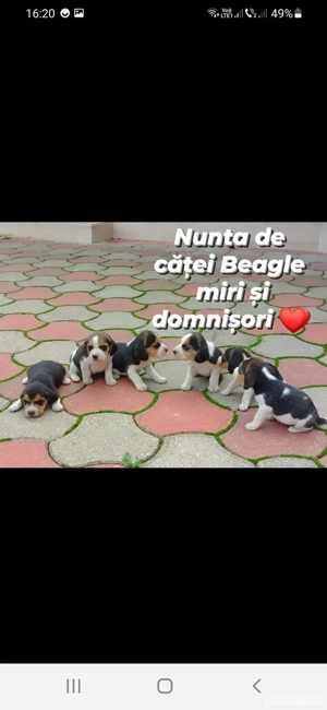 Catei Beagle de vanzare 