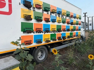 familii albine de vanzare