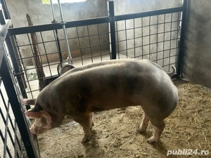 Scrofita Pietrain - imagine 2 Scrofita Pietrain - imagine 2