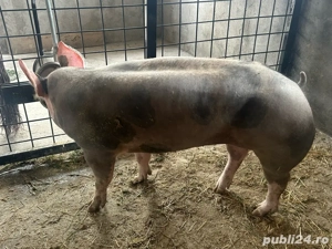 Scrofita Pietrain - imagine 5 Scrofita Pietrain - imagine 5