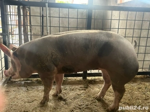 Scrofita Pietrain - imagine 3 Scrofita Pietrain - imagine 3