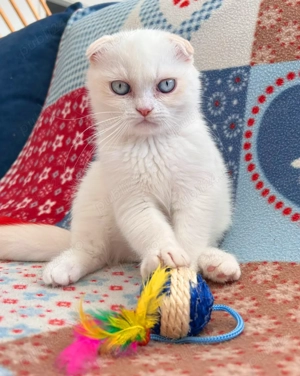 Motanel alb cu ochi albaștri, Scottish Fold Shorthair, cu Pedigree