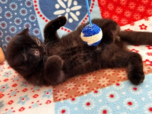 Motănel Scottish Fold, culoare ciocolată neagră, poze reale, Pedigree