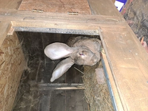 Iepuri urias german de vanzare