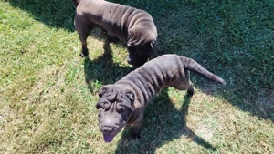 Shar Pei, 6 luni, drăgălași și jucăuși - imagine 3 Shar Pei, 6 luni, drăgălași și jucăuși - imagine 3