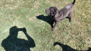 Shar Pei, 6 luni, drăgălași și jucăuși