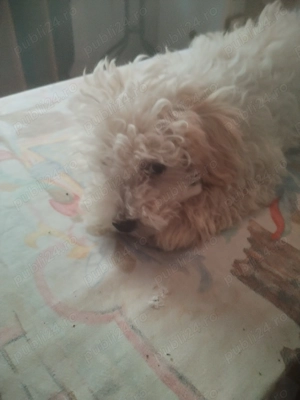 De vînzare bisonii  - imagine 4 De vînzare bisonii  - imagine 4