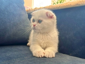 Motănel de elită cu ochi albaștri, rasa Scottish Fold - Pedigree