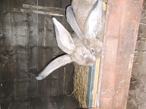 Iepurasi urias german de vanzare