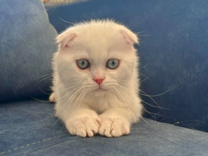 Motănel de elită cu ochi albaștri, rasa Scottish Fold - Pedigree