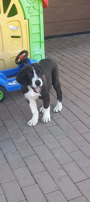 Mascul Asia centrala 