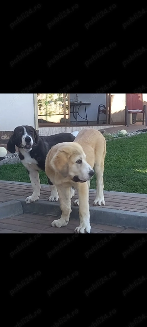 Mascul Asia centrala  - imagine 2 Mascul Asia centrala  - imagine 2