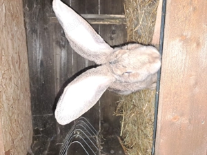 Femelute urias german 