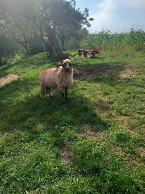 Vând berbec mior breaz