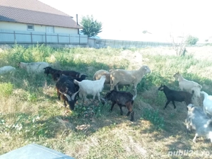 Capre de lapte, iezi si cârlani